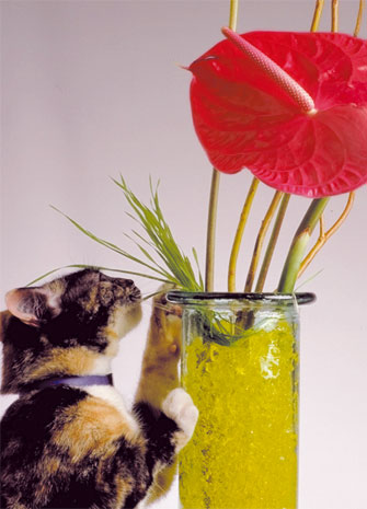 Rétenteur d'eau - Gel floral Floragel - Pique-fleur