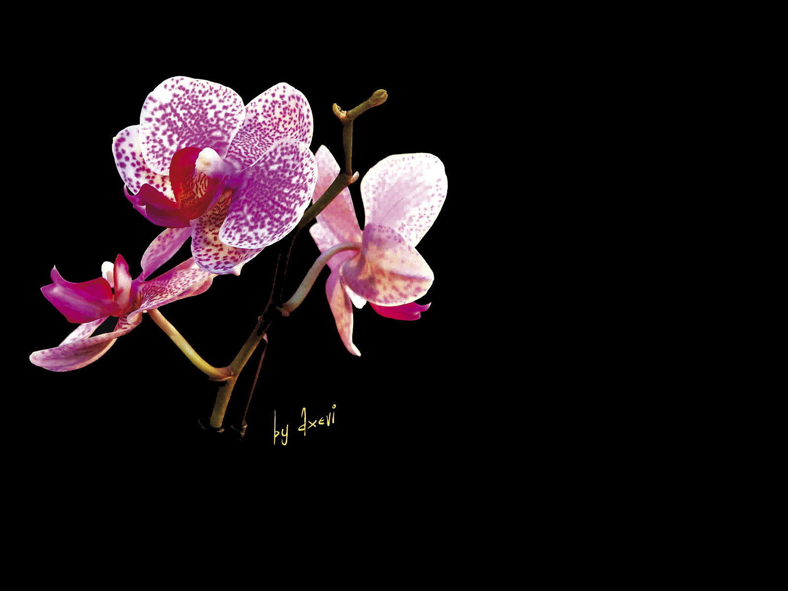 fond d'ecran gratuit orchidee