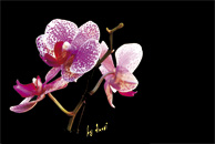 Fond d'ecran gratuit - Orchidée