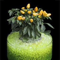 Gel rétenteur d'eau Floragel - Plantes - Poivron
